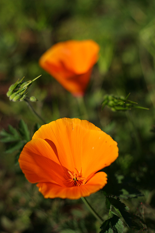 California Poppies*