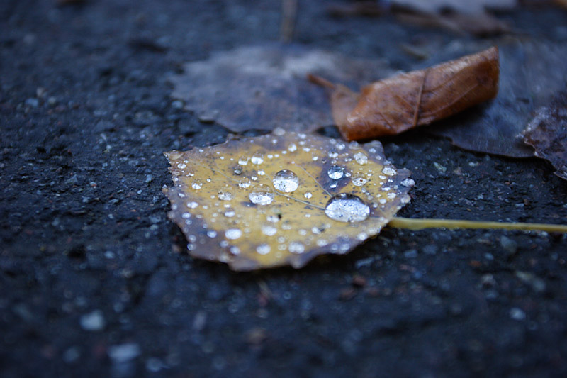 The End of Summer*