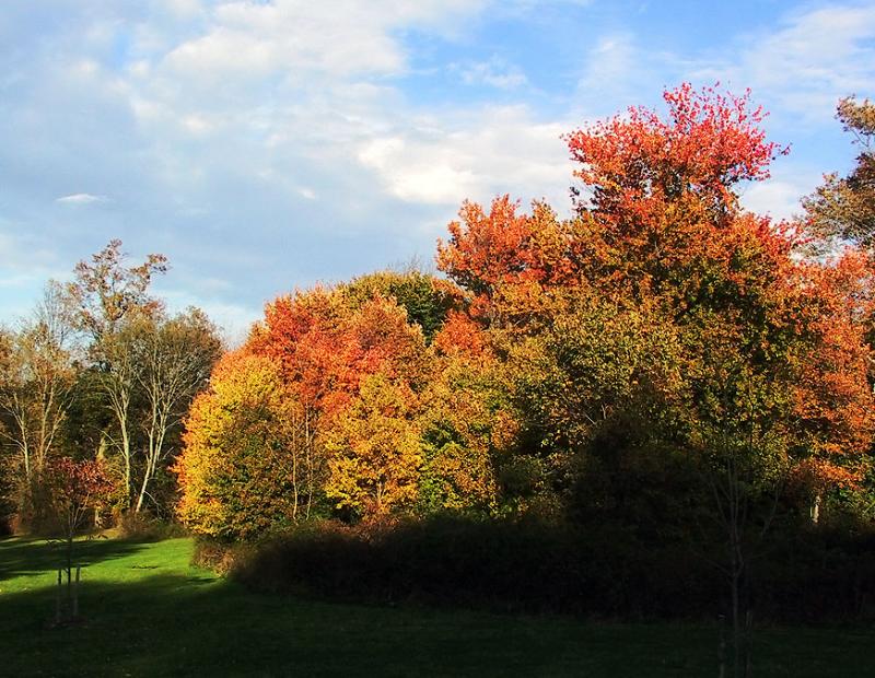 Cant escape Fall