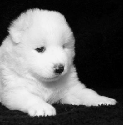 Samoyed Pup