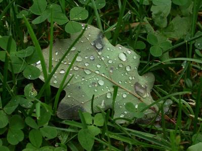 Water on Leaf in Grass
