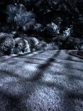 Midnight Garden