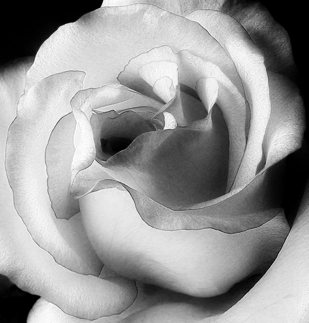 Rose Close-up