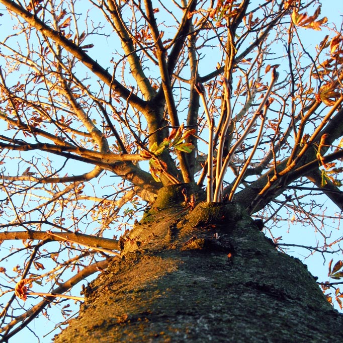 There are two sides to every tree