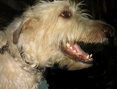 Irish Wolfhound