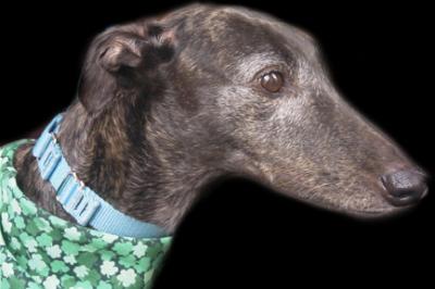greyhound
