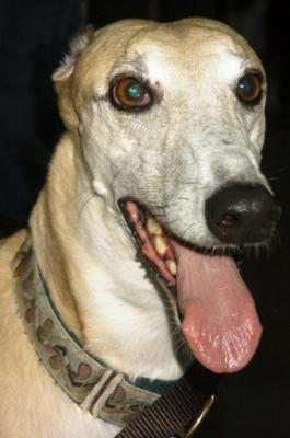 greyhound