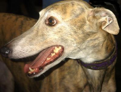 greyhound