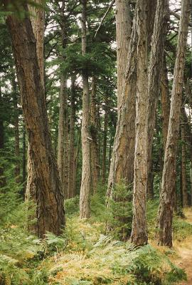 Douglas fir. Hornby Island, B.C.