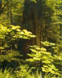 Cathedral Grove fir, Vancouver Island