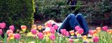 Flowerbed