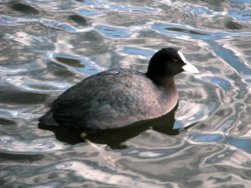 Coot 01