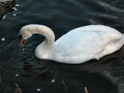 Swan 02