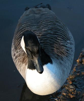 Goose 05