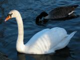 Swan 07