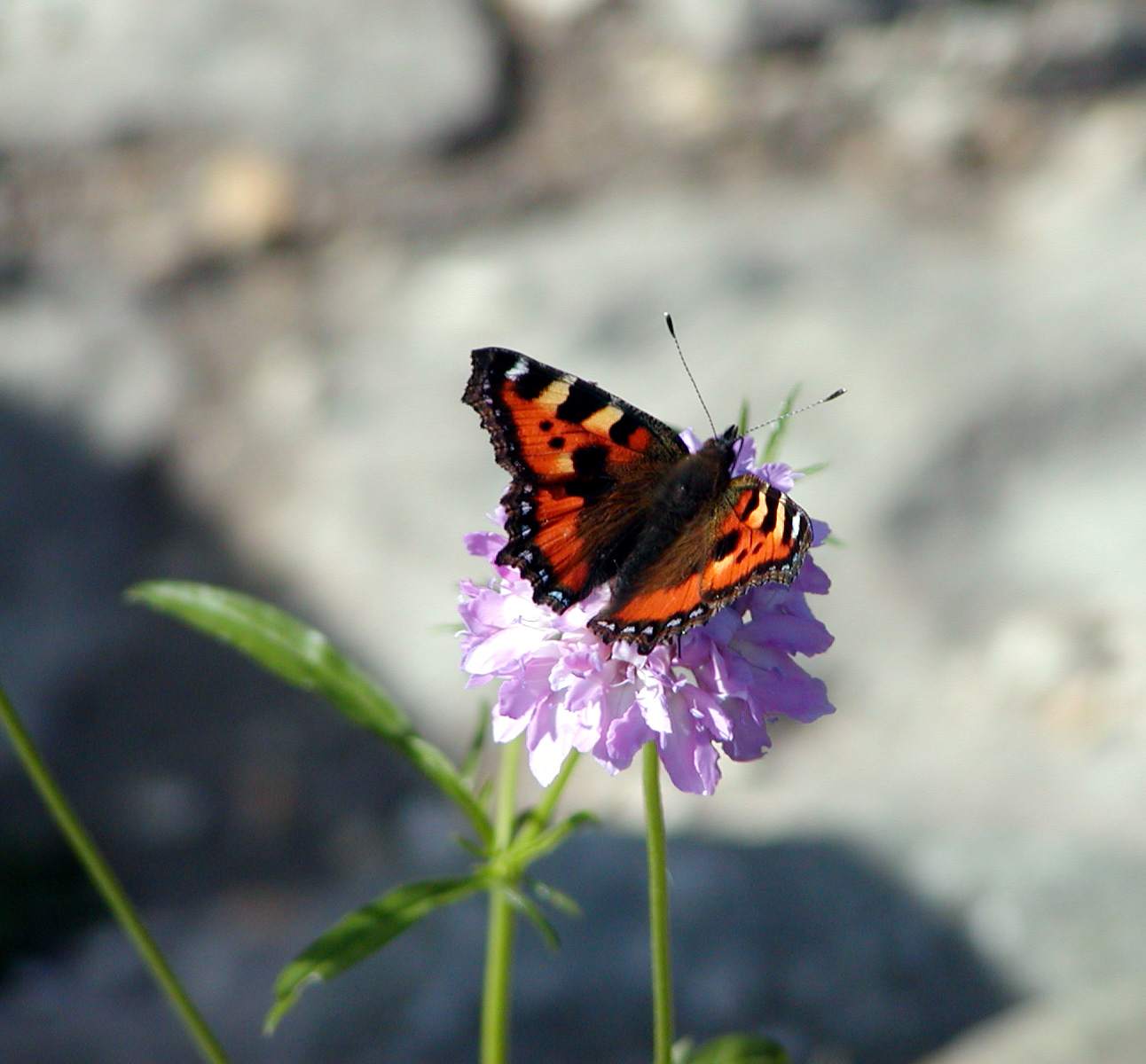Red Admiral 2.JPG