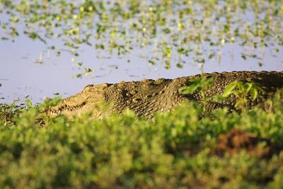 Marsh Croc.jpg