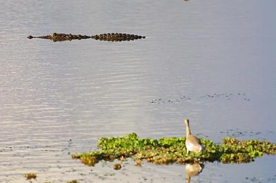 Croc being scrutinized.jpg