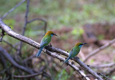 Green Bee Eaters.jpg