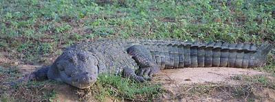 Marsh Croc 2.jpg