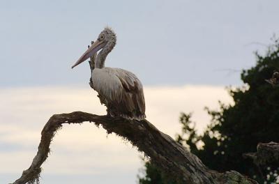 Spot-billed Pelican.jpg