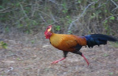 Sri Lanka Junglefowl running.jpg