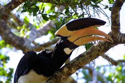 Malabar Pied Hornbill 2.jpg