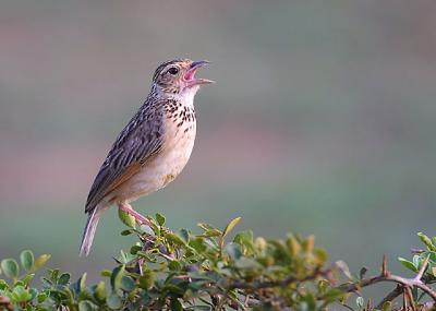 Rufous-winged Bushlark 2.jpg