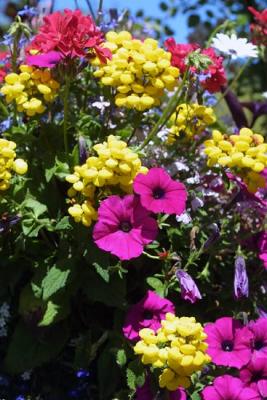 Butchart Gardens