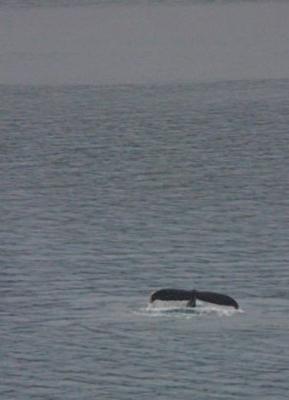 u9/dbehrens/medium/3950639.Humpbackwhale.jpg