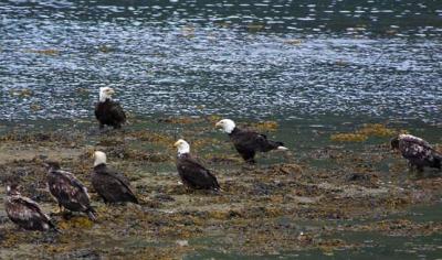 Eagle-Gathering-JNU.jpg