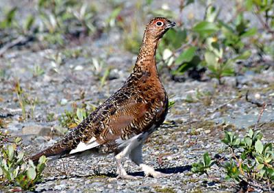 Willow Ptarmigan M .jpg