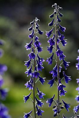 Blue-flowers.jpg