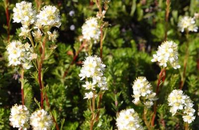 Alaskan Flowers