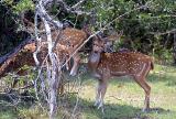 Chital Deer.jpg