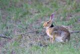 Black-naped Hare.jpg