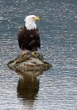 Bald-Eagle-at-Juneau.jpg