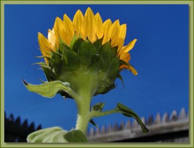 Fenced in Sunflower1.jpg