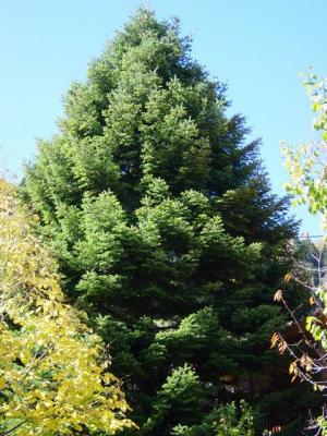 Fir tree in the front yard - the home heraldry