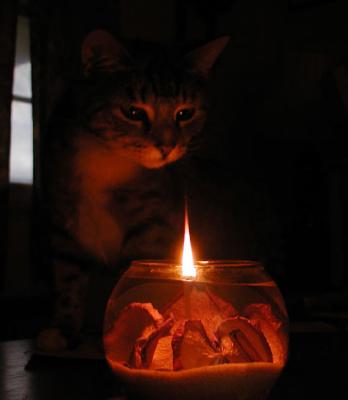 Dixie (rip) overly curious