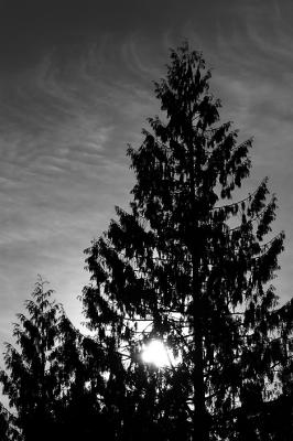 DSCF4639_cedars at Sunset.JPG