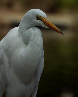 Egret.jpg