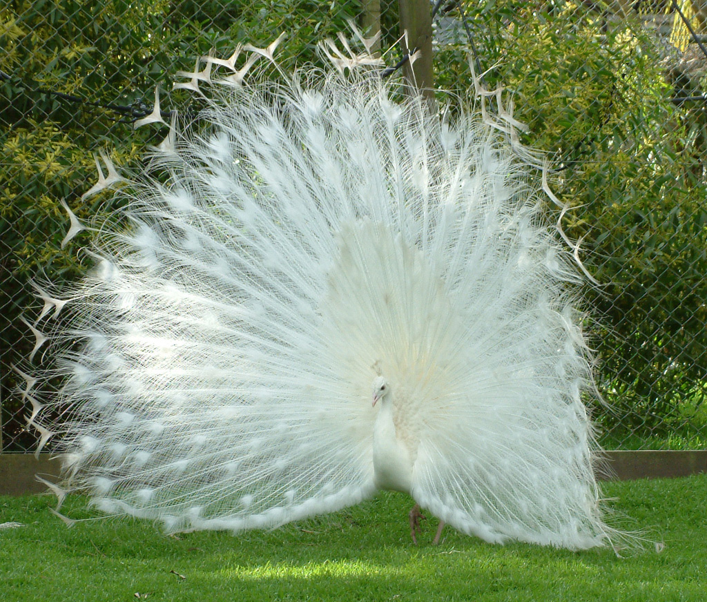 Albino LyreBird.jpg