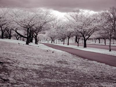 Infrared Cherry Blossoms