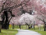 Cherry Blossoms 04-02-02