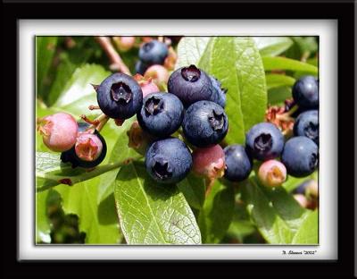 Blueberries