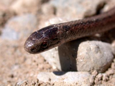 Dekay's Snake - Closeup
