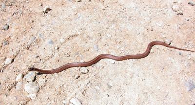 Northern Brown Snake (Storia dekayi dekayi)