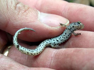 Northern Four-toed Salamander