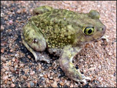 Couch's Spadefoot - Male